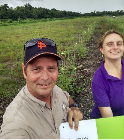 Man and woman planting in the strawberry field.